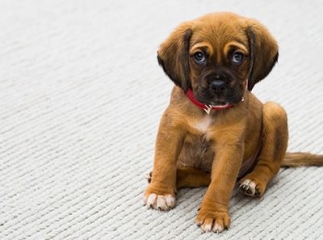 comparateur assurance chien
